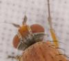 Pegomya testacea